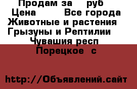 Продам за 50 руб. › Цена ­ 50 - Все города Животные и растения » Грызуны и Рептилии   . Чувашия респ.,Порецкое. с.